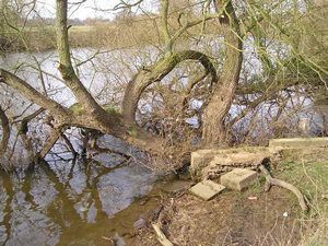 Fine gnarly old tree