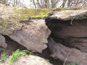 Fallen tree