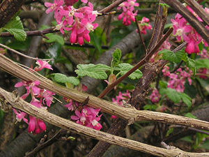 Flowering currant shrub, bar walls by Bootham Bar