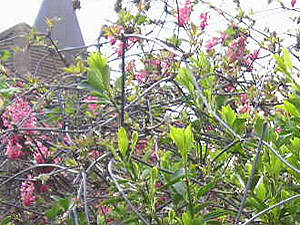 Flowering currant and spring greenery, bar walls by Bootham Bar