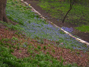 Beautiful blue spring-flowering bulb – I think it's Chionodoxa – in the Minster precincts gardens
