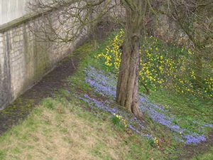 That blue flower again, and daffodils and trees, inside the walls near Bootham Bar