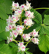 Horse Chestnut tree blossoming, May 2004