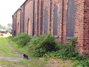 Foundry building, with cat