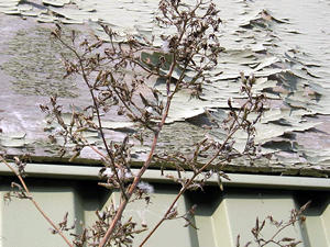 Detail – weeds growing around pre-fab building. (A 'Prefab Sprout', perhaps).