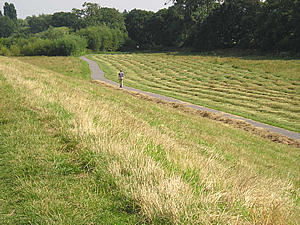 Across the meadow