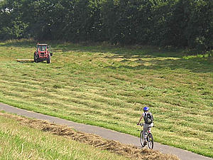 Across the meadow