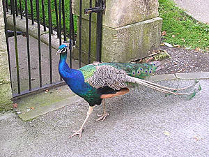 Peacock