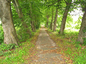 Tree-lined path