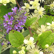 Buddleia and clematis vitalba