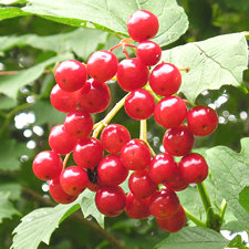 Red berried shrub, York Cemetery