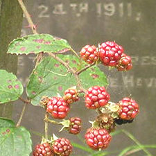 Brambles against headstones, York Cemetery