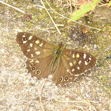 Unidentified butterfly