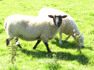 Sheep, by riverside