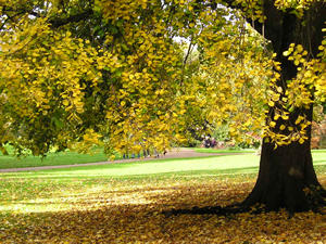 Autumn leaf colour, Museum Gardens