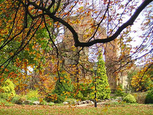 Museum Gardens – St Mary's Abbey through beech tree branches