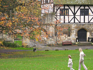 Hospitium and beech tree