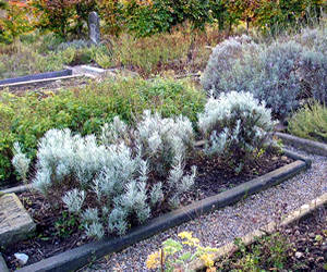 Herb garden, York Cemetery