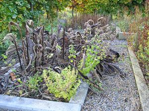 Herb garden, faded autumn glory