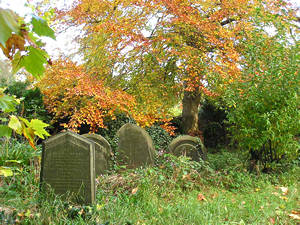 Beech tree with autumn leaf colour