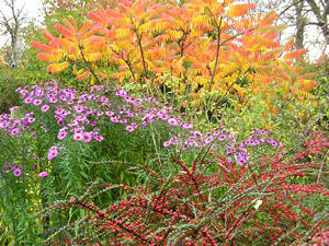 Herbaceous planting, shrubs and tree