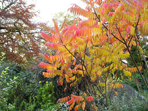 Brilliant autumn colour