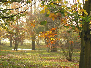 Misty view through beautiful trees