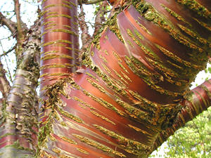 Beautiful shiny tree bark