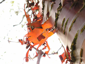 Peeling tree bark, against the sun