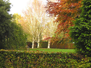 Silver birch, copper beech and conifer