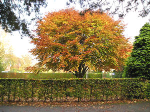 Beech tree and beech hedge