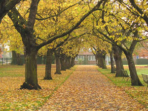 Homestead Park – avenue of trees