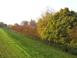 Looking towards the back of Clifton Park with the old hospital chapel spire