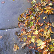 Stone paving, with autumn leaves
