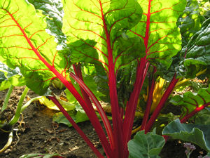 Red chard, in ornamental vegetable planting