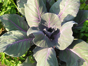 Ornamental vegetable planting