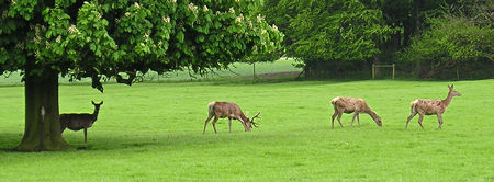 Deer, Sledmere