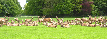 Lots more deer, Sledmere