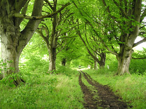 More beautiful Sledmere trees