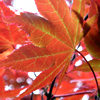 Acer leaves in Moorlands Wood