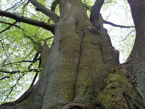 Fine old beech tree, Moorlands Wood