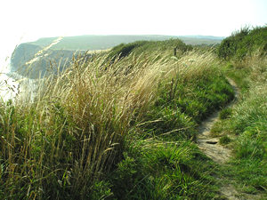 View from the clifftop path
