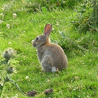 Rabbit. Awww
