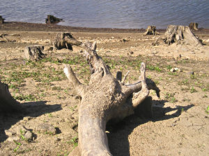 Old treestumps on reservoir banks
