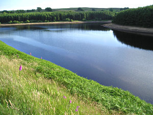 Thruscross Reservoir – view