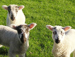 Spring lambs, Fewston Reservoir walk, May 2004