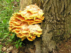 Huge fungi on tree