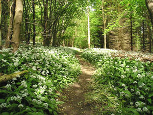 Woodland floor, carpeted with the flowers of wild garlic