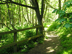 Clifftop path through wooded areas