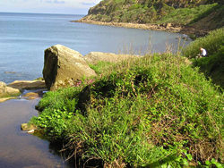 View of Hayburn Wyke